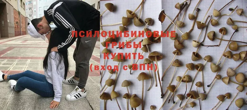 darknet официальный сайт  Котовск  Псилоцибиновые грибы Psilocybe 